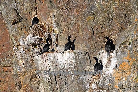 cormorants 1 graphic